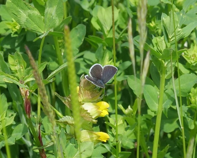 Small Blue - Ian Carle